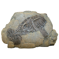 DESIGN ELEMENTS SEA FOSSIL HIDEAWAY