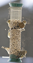 NEW GENERATION PEANUT FEEDER