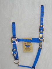 Arabian Halter Average - Blue