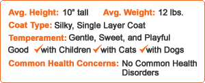 American Shorthairs