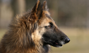 Belgian Tervurens
