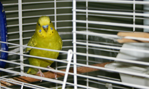 Bird Care Feeding