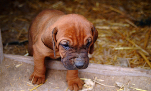 Bloodhounds