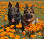 German Shepherds