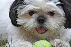 Shih Tzus