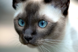 Tonkinese